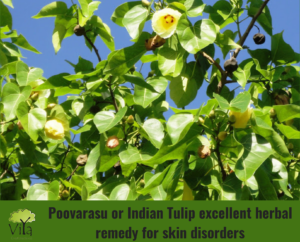 Natural Fencing - Poovarasu or Indian Tulip